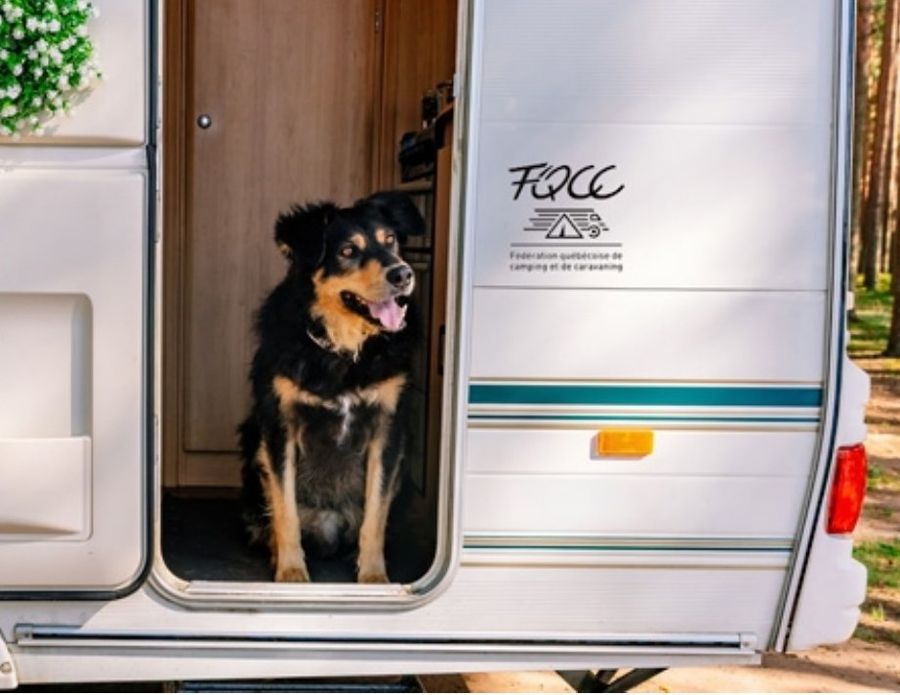 Un chien à la porte d'une roulotte arborant l'autocollant de la FQCC