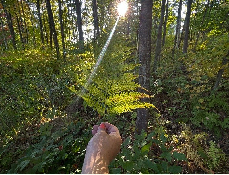 Une fougère tenue à bout de bras dans la forêt, traversée par un rayon de soleil